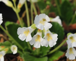 Pure white flowers over fresh green foliage